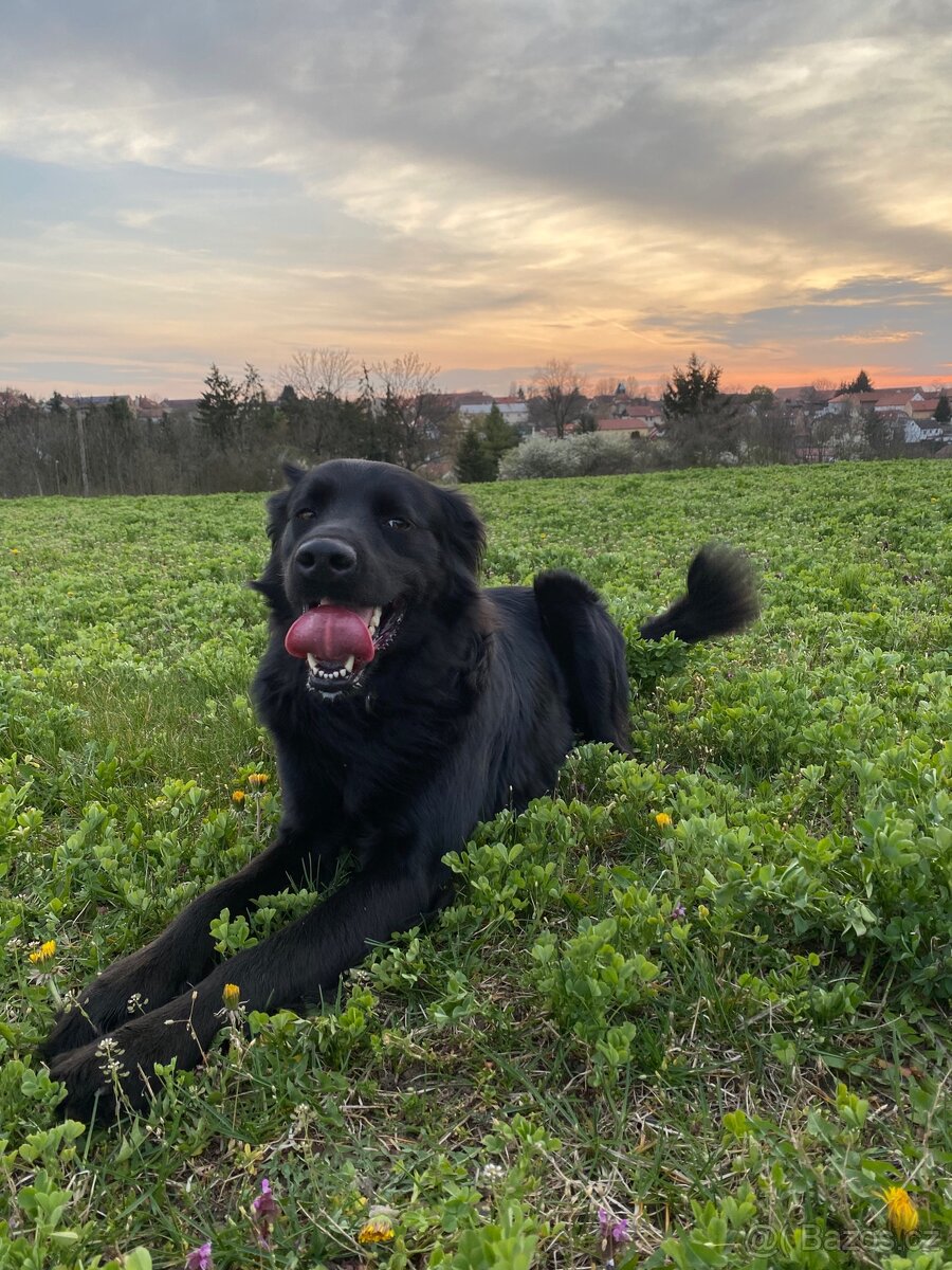 Pejsek Ziggy mix - 2