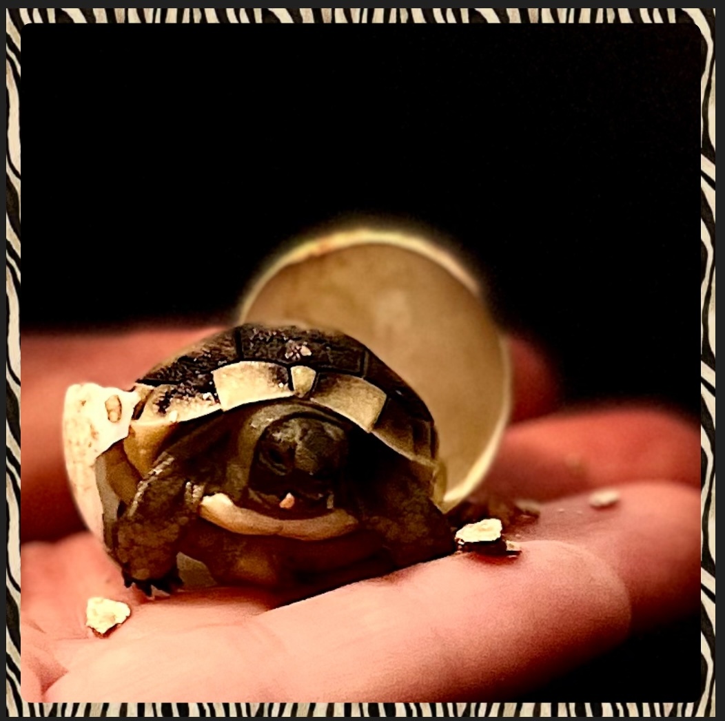 želva žlutohnědá -testudo greace - 2