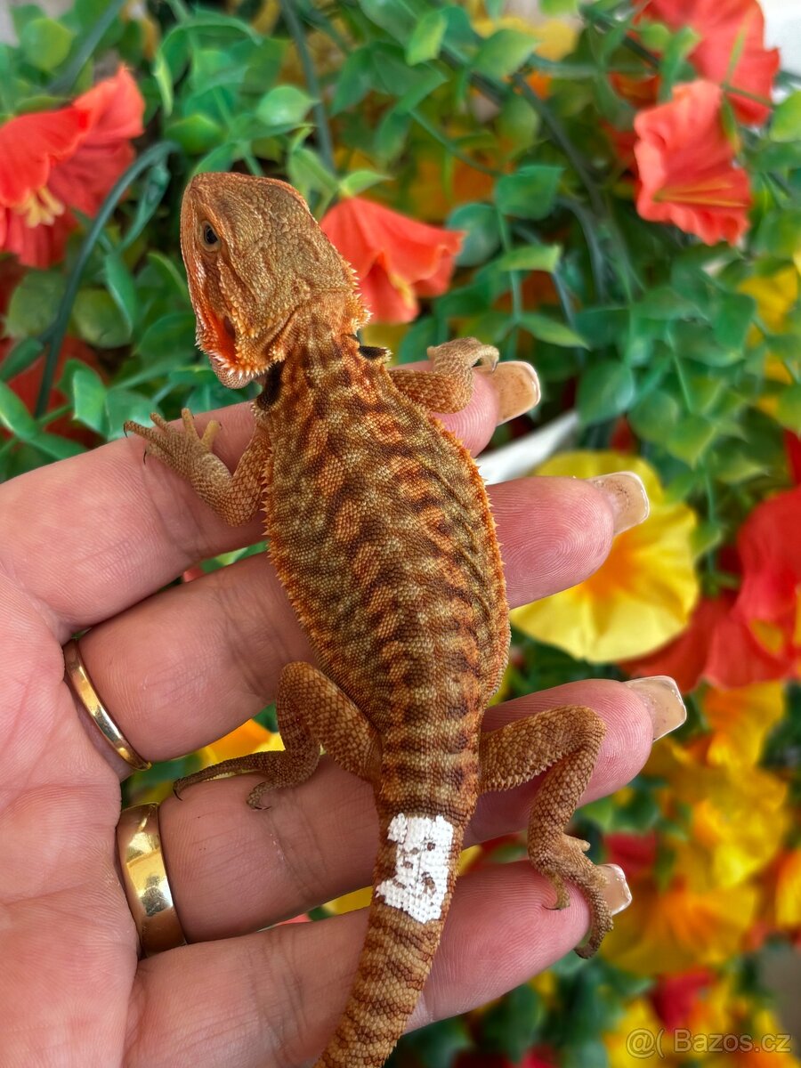 Agama vousata - samice - 2