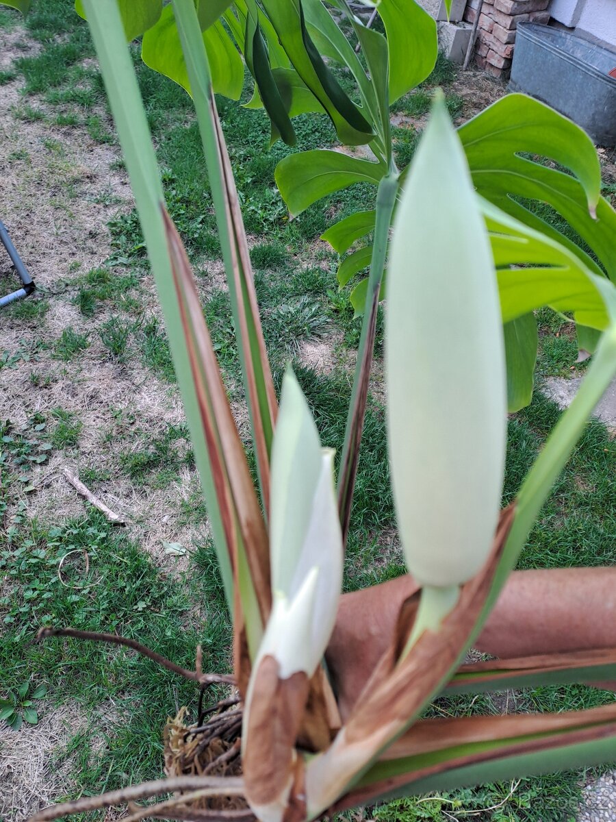 Monstera deliciosa se třemi květy - 2