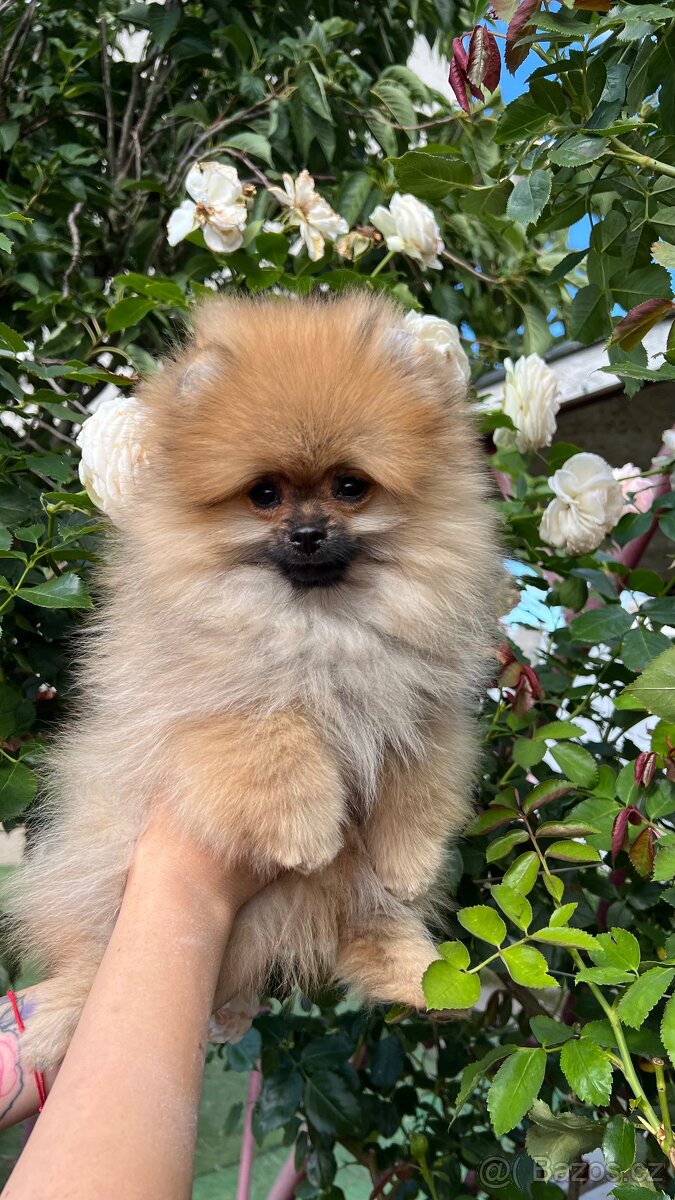 Pomeranian psík s PP - 2