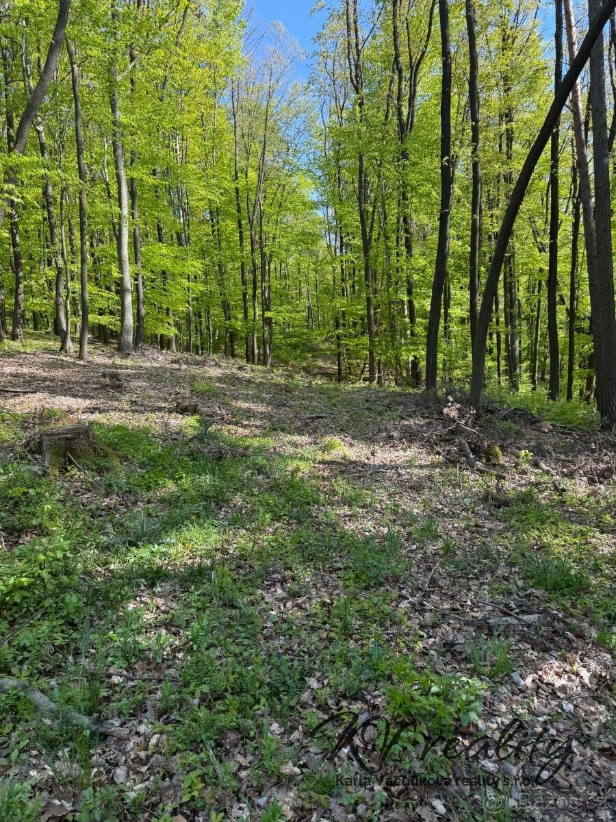 Prodej les, CP 3320 m2, Hřivínův Újezd - 2