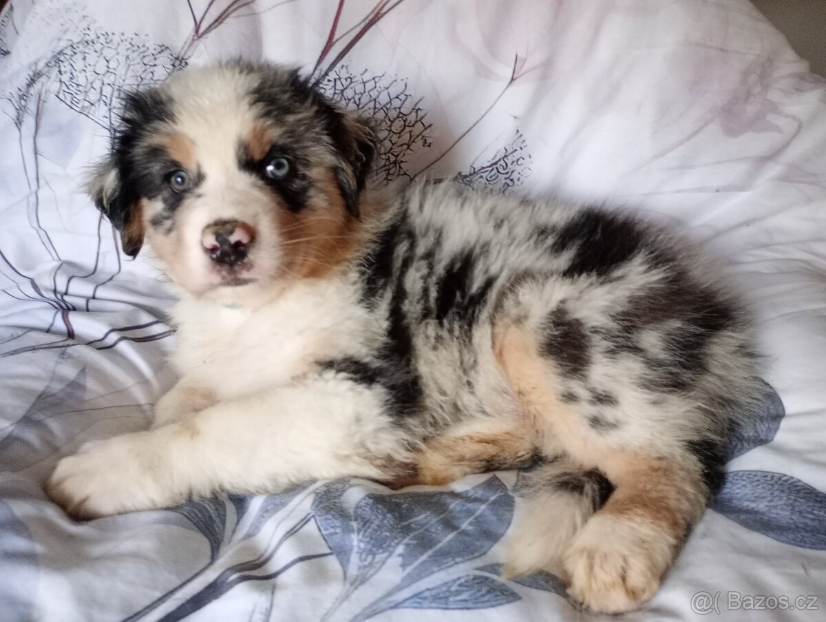 Rezervace Australský ovčák bez PP fenka (modrý obojek) - 2