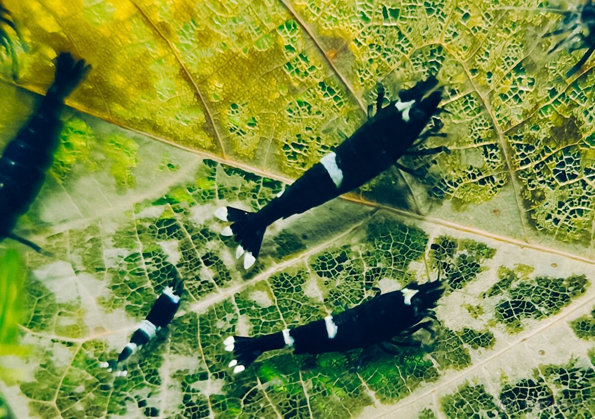 Krevetky - Caridina - 2