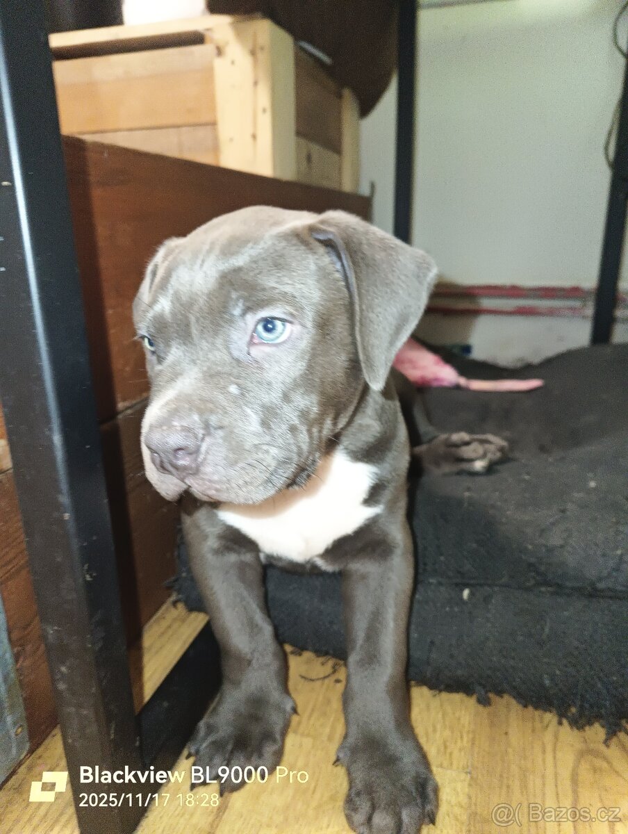 American Bully XL - 2