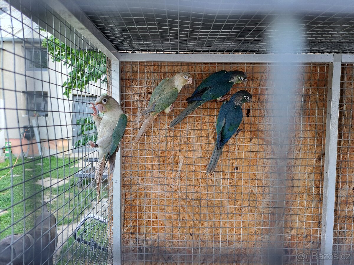 Pyrura zelenolici - 2