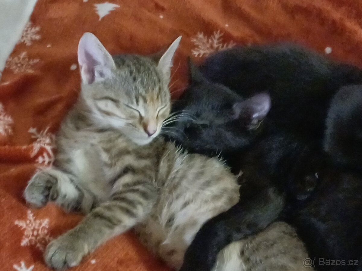 Daruji koťe - 2