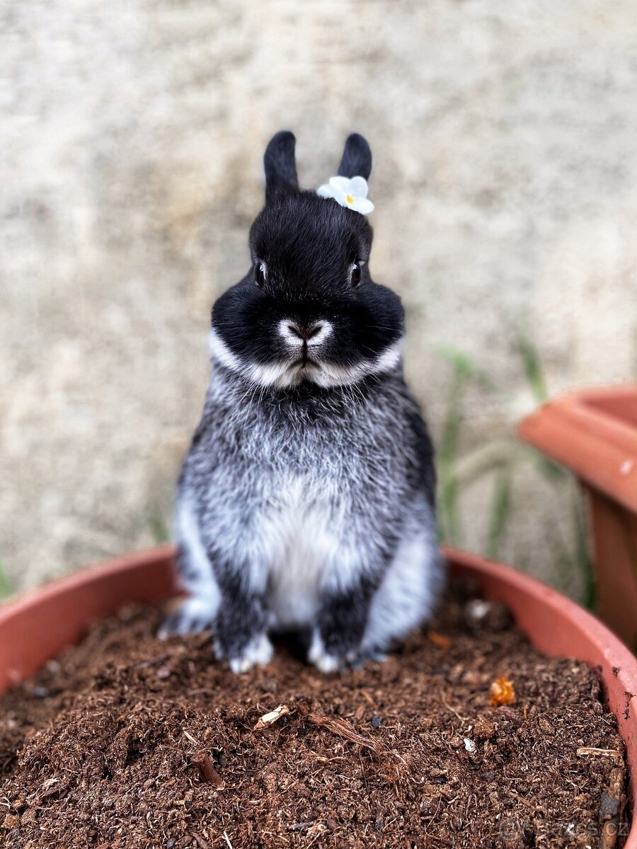 Zakrslý králíček- bílopesíkatý černý s PP - 2
