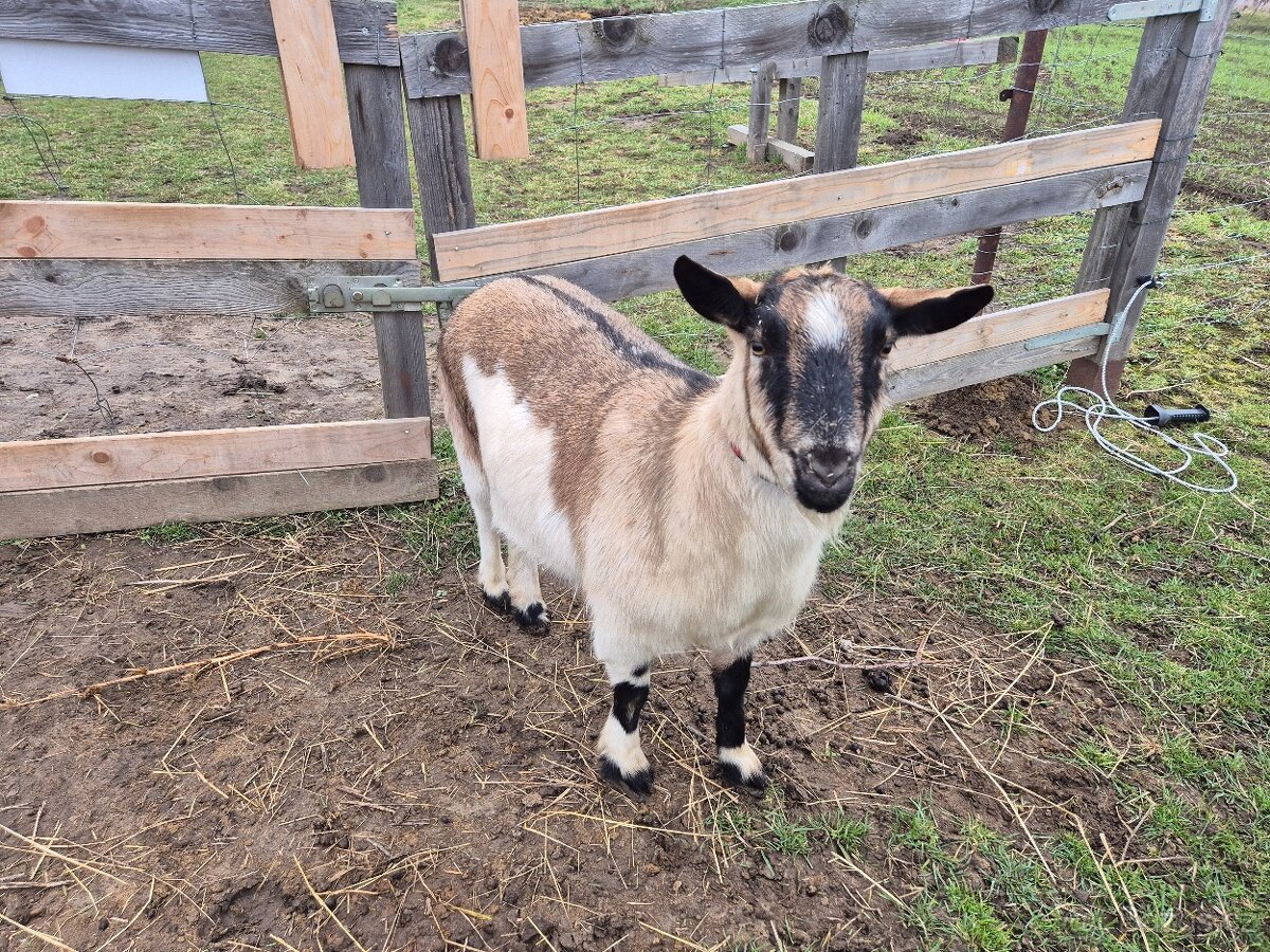 Prodám kozu kříženec Holandské kozy - 2