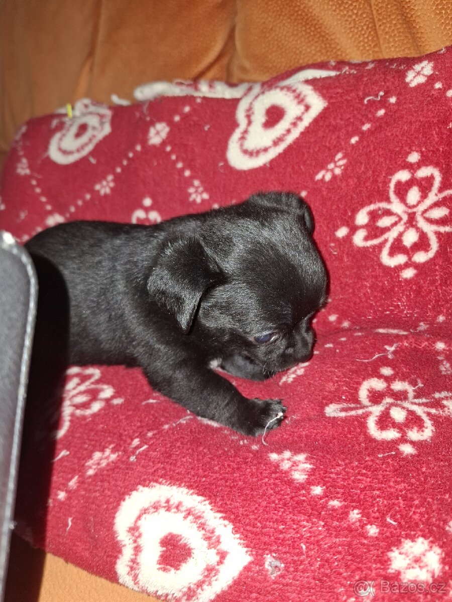 Čivava krátkosrstá - 2