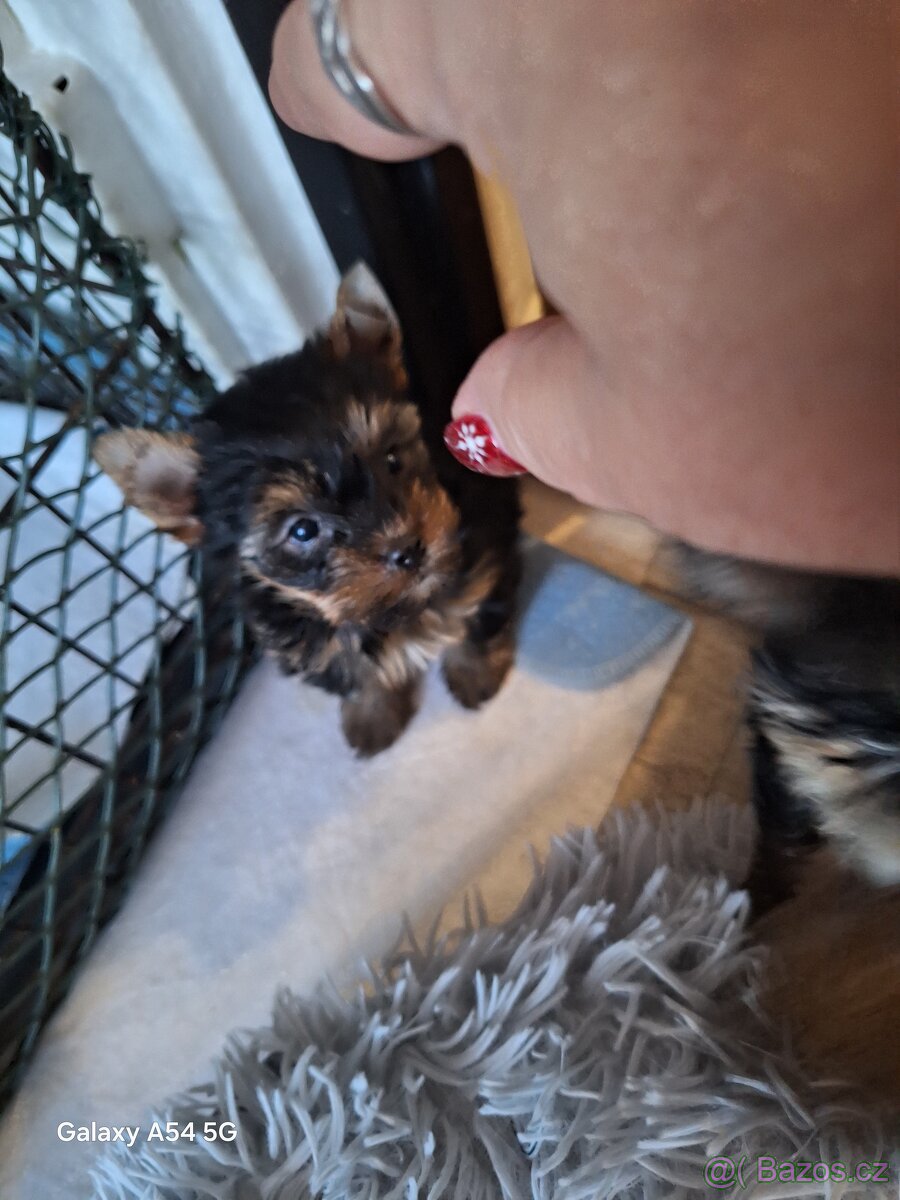 Jorkšírský teriér - 2