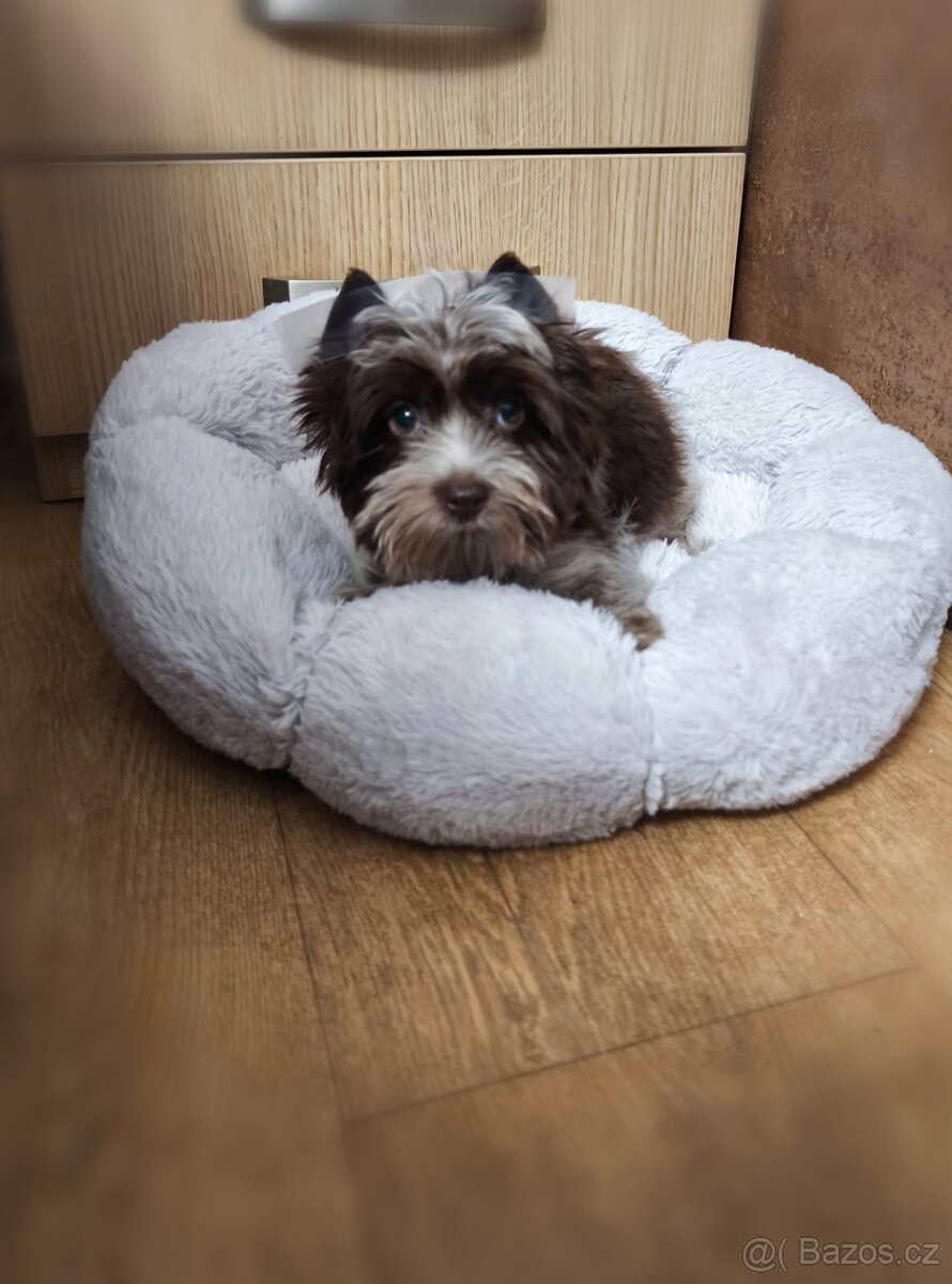 Fenka jorkširka , jorkšírský teriér - 2