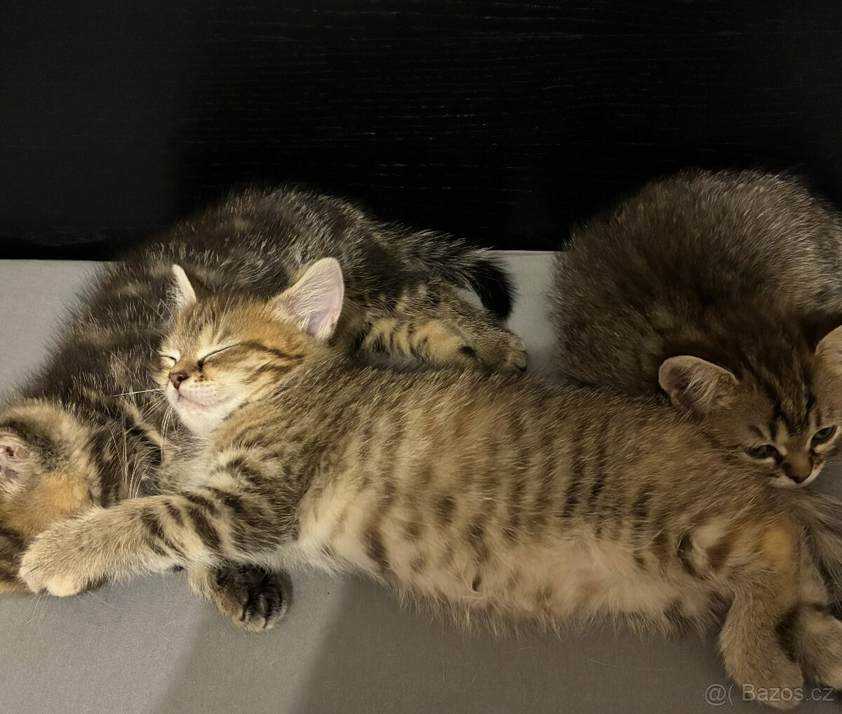 Nabizím britská whiskas kotata - 2