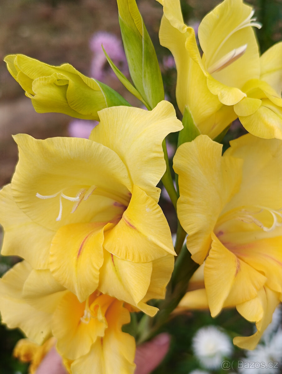 Cibule MEČÍKů - - - viz text a foto - 2