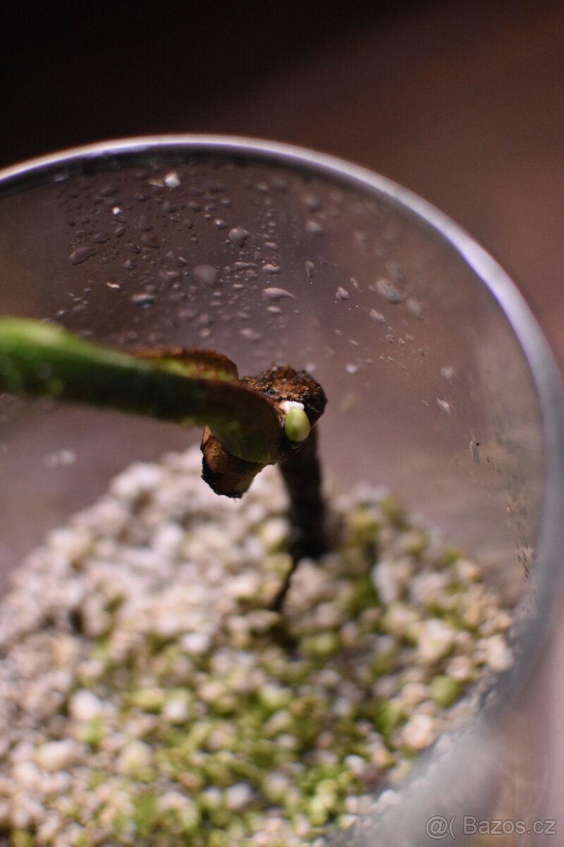 Monstera Deliciosa Albo - 2