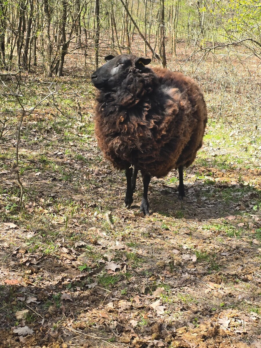 Vychodofríská ovečka - 2
