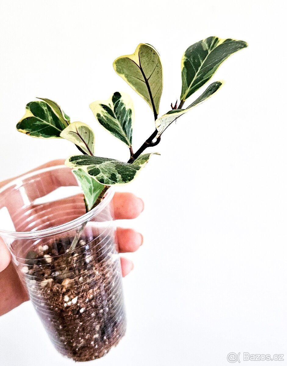 Ficus Triangularis Variagata
- 2