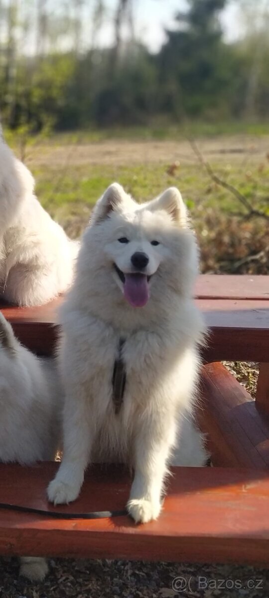 Samoyed - 2