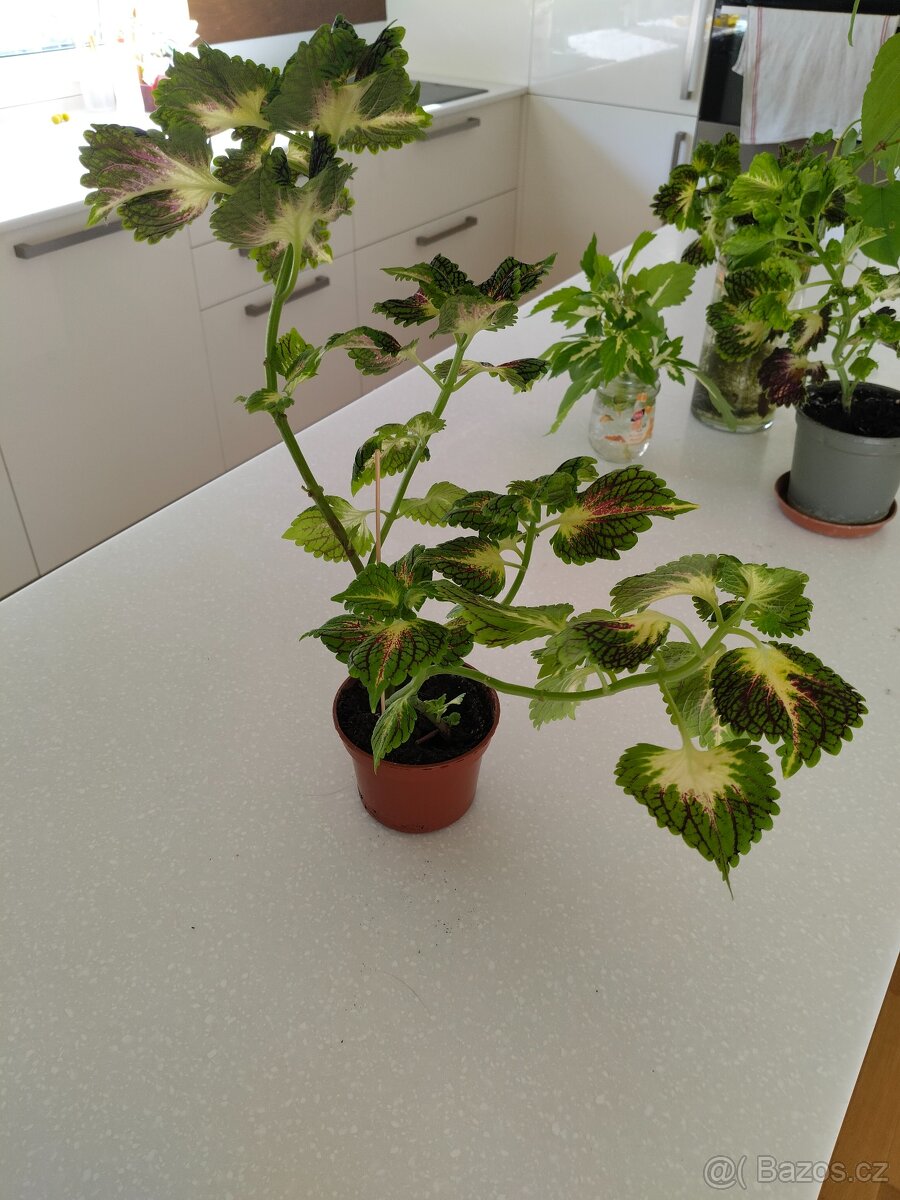 Coleus - barevná africká kopřiva - 2