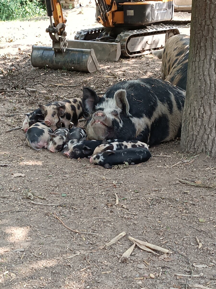 Selata kune kune - 2
