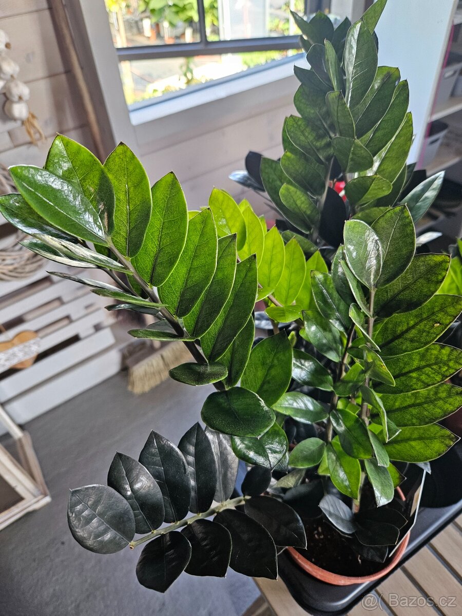 Zamioculcas Raven - 2