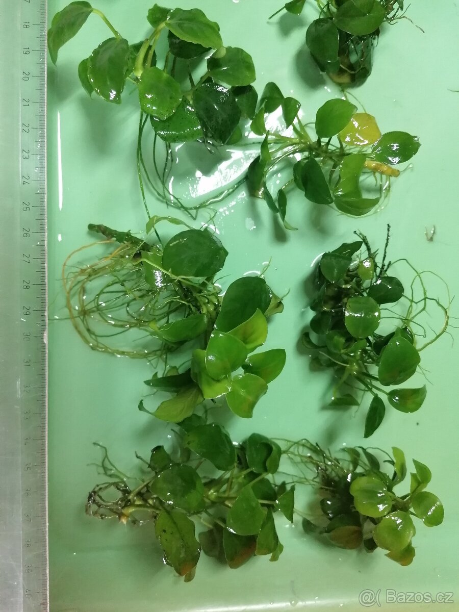 Anubias - akvarijní rostliny - 2