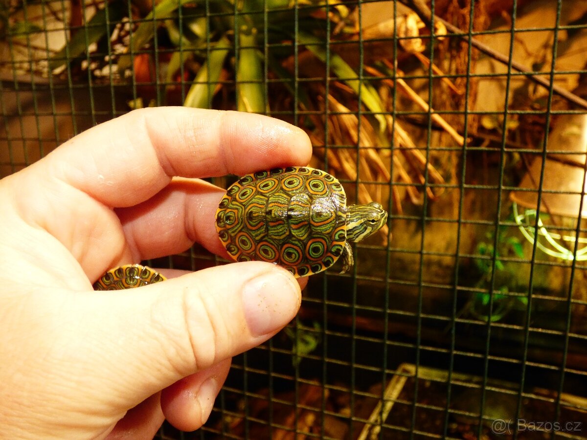 Želva středoamerická (Trachemys venusta) - 2