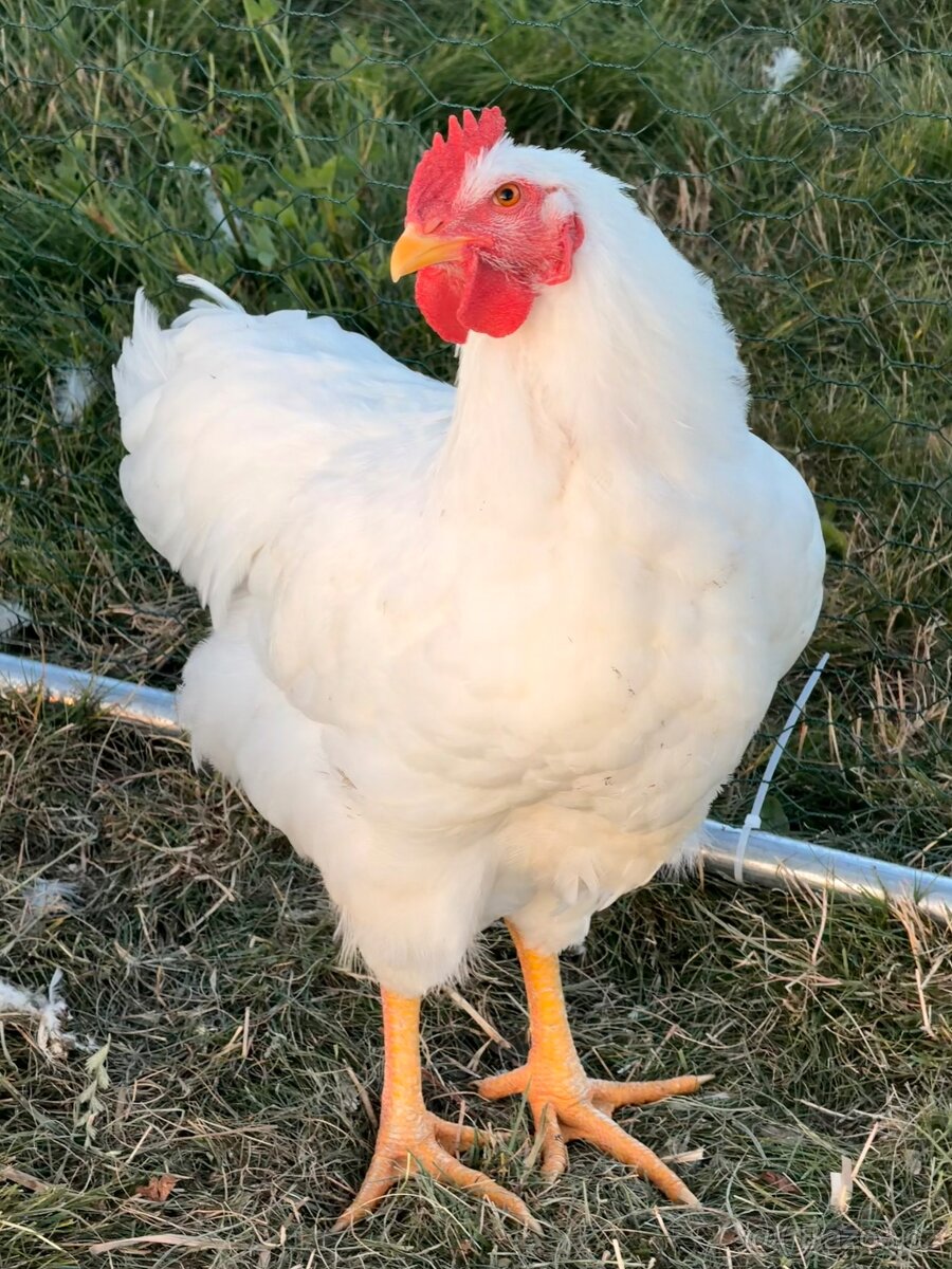 Kohouti plemene Plymut - 2