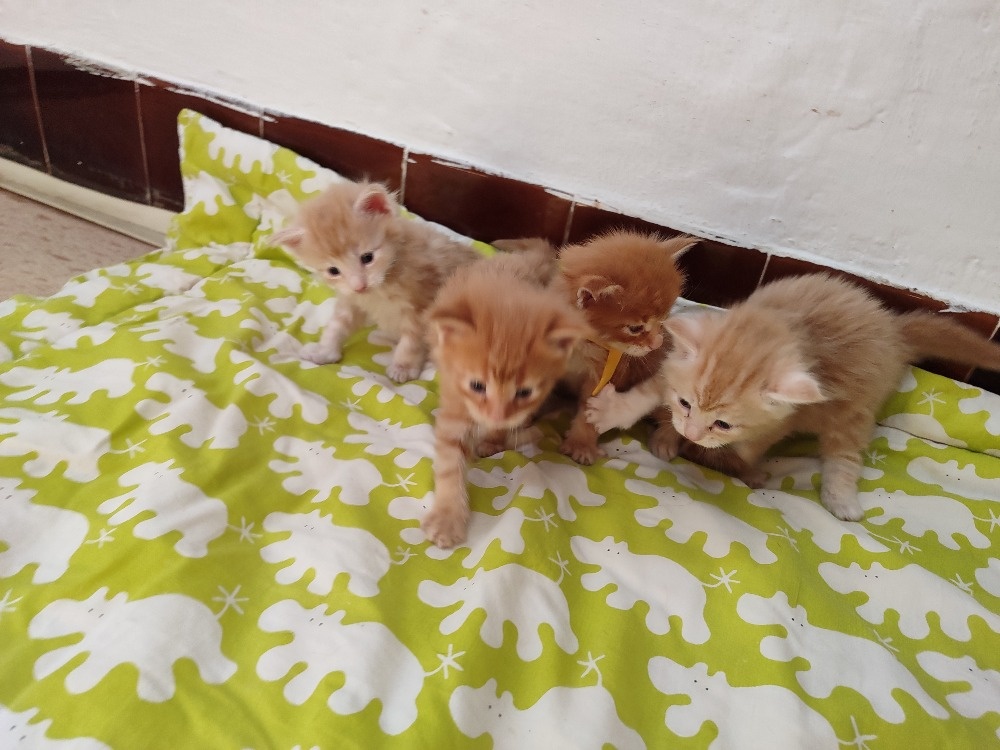 Mainská mývalí bez pp - 2