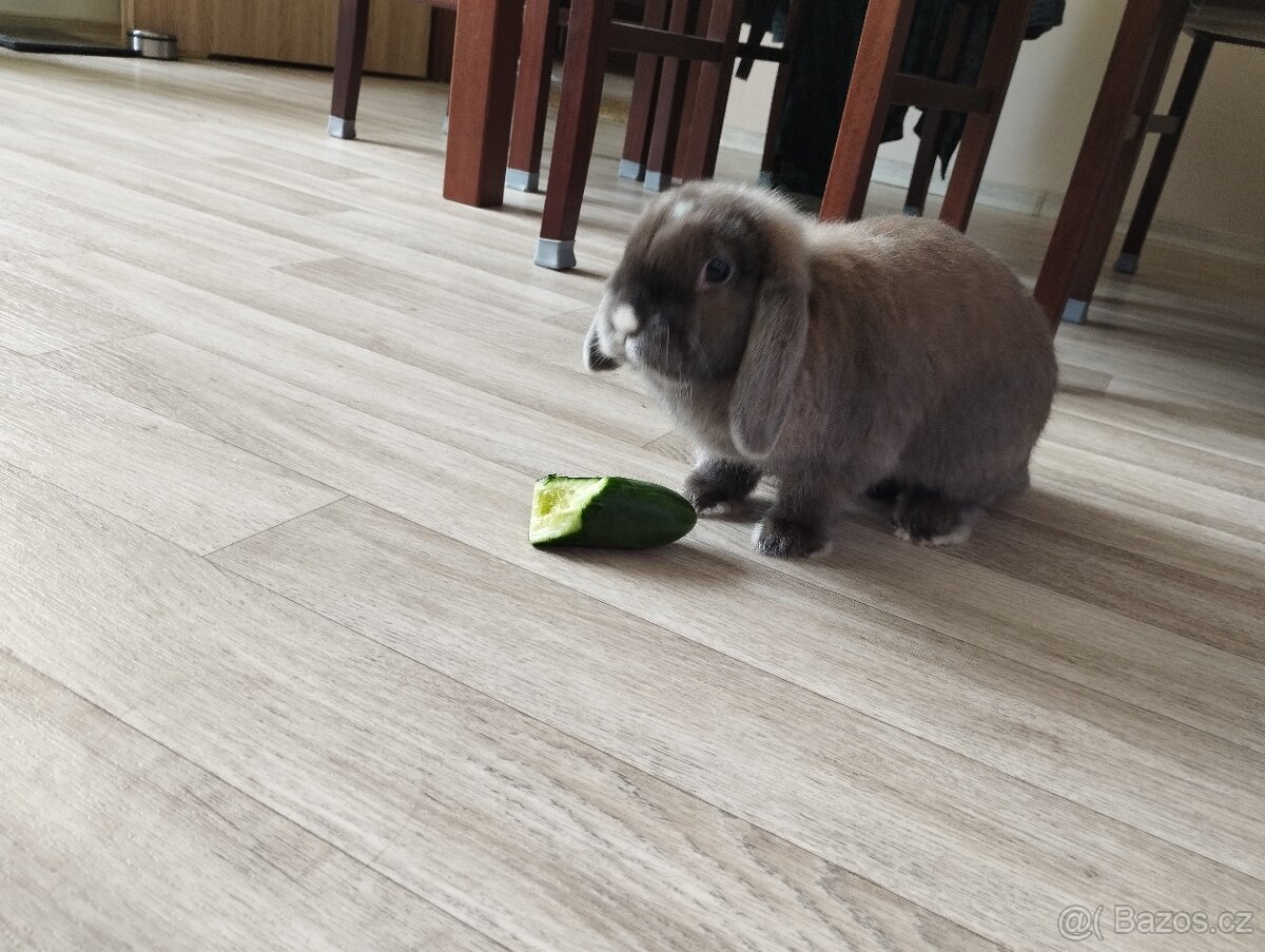 Zakrslý beránek - 2