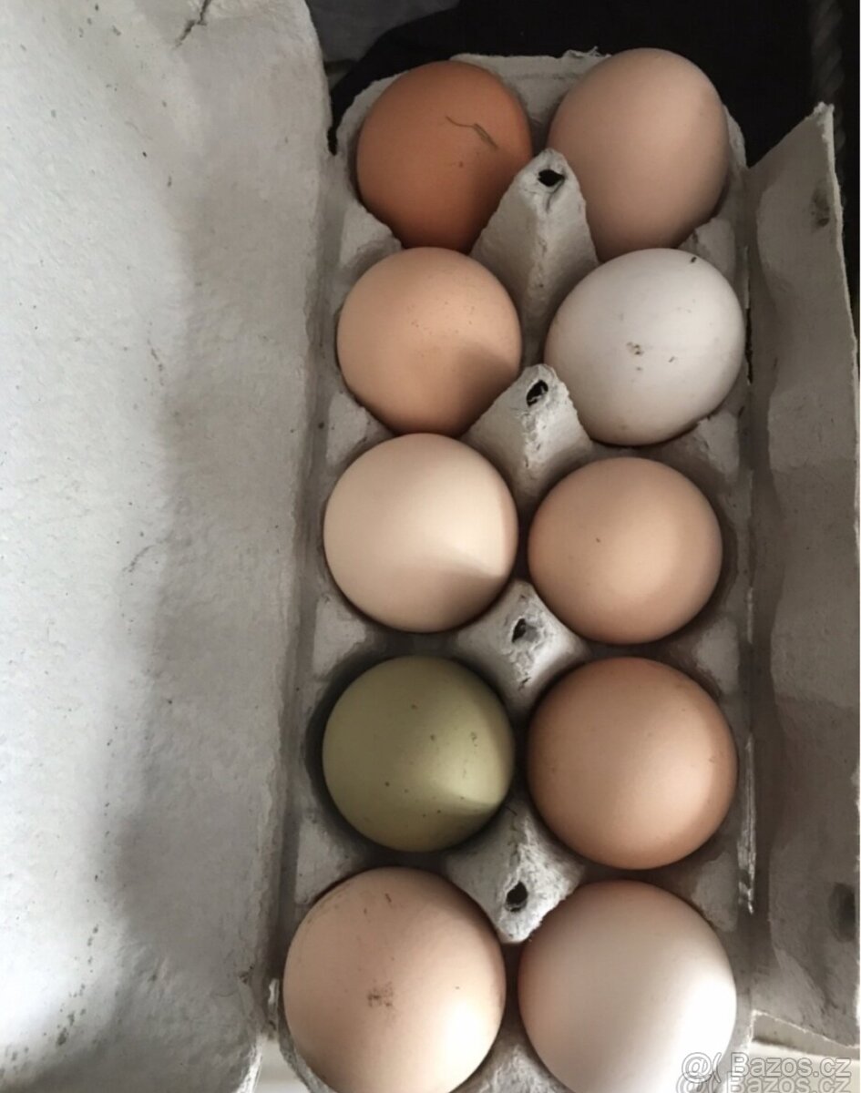 Násadové vejce mix plemen 15Kč vejce - 2