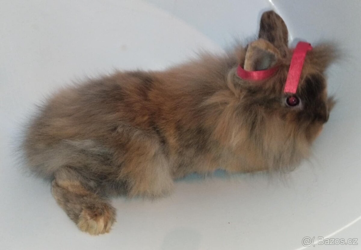 Zakrslý králíček bez PP samička Christie - 2