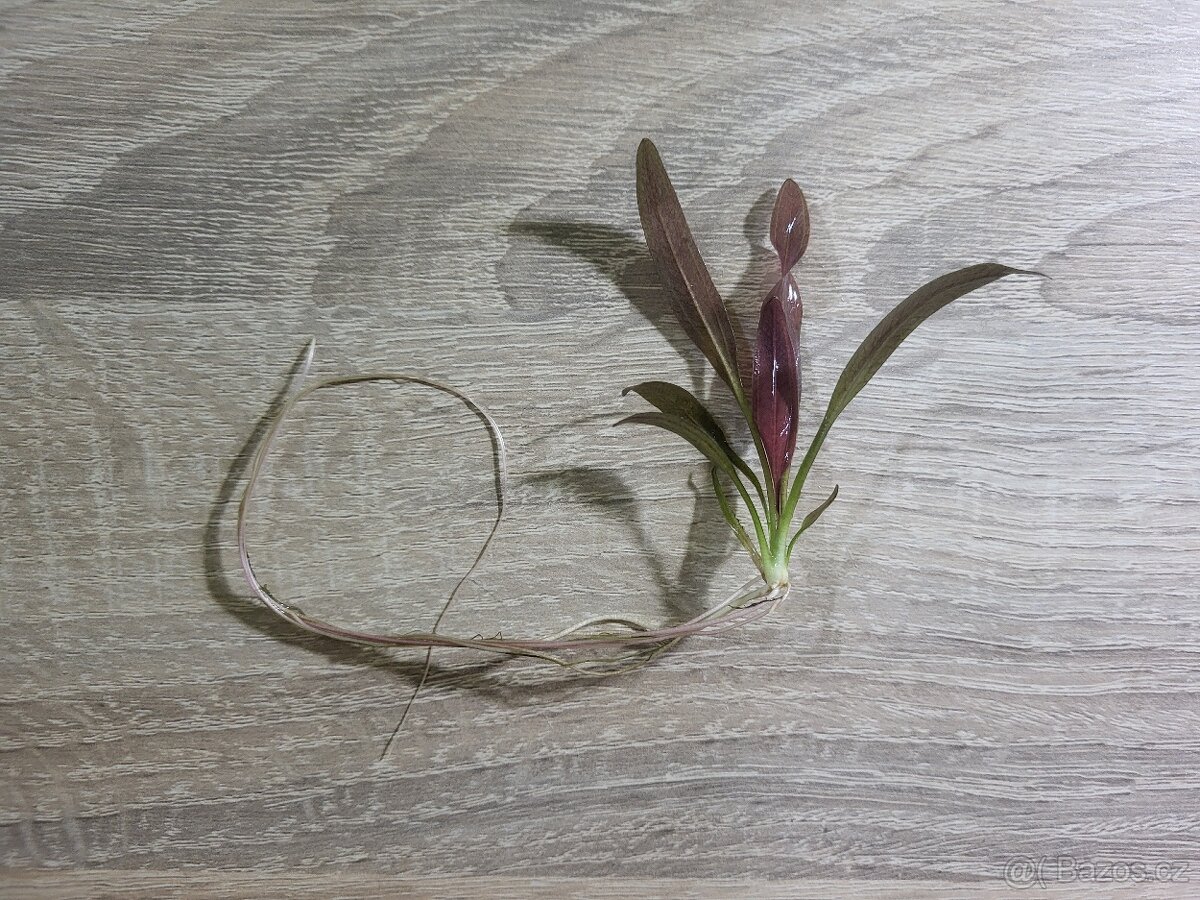 Akvarijní rostliny - 2