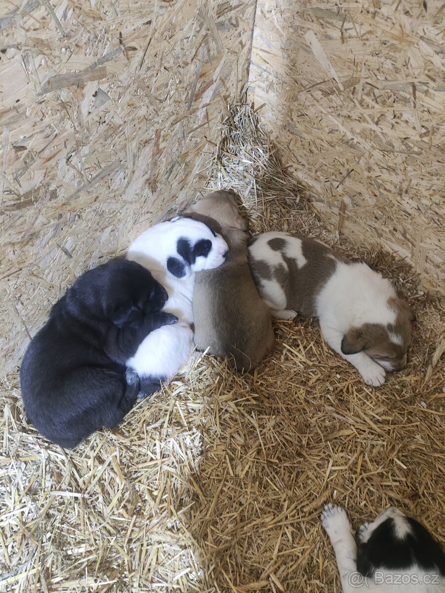 Středoasijský pastevecký pes - 2