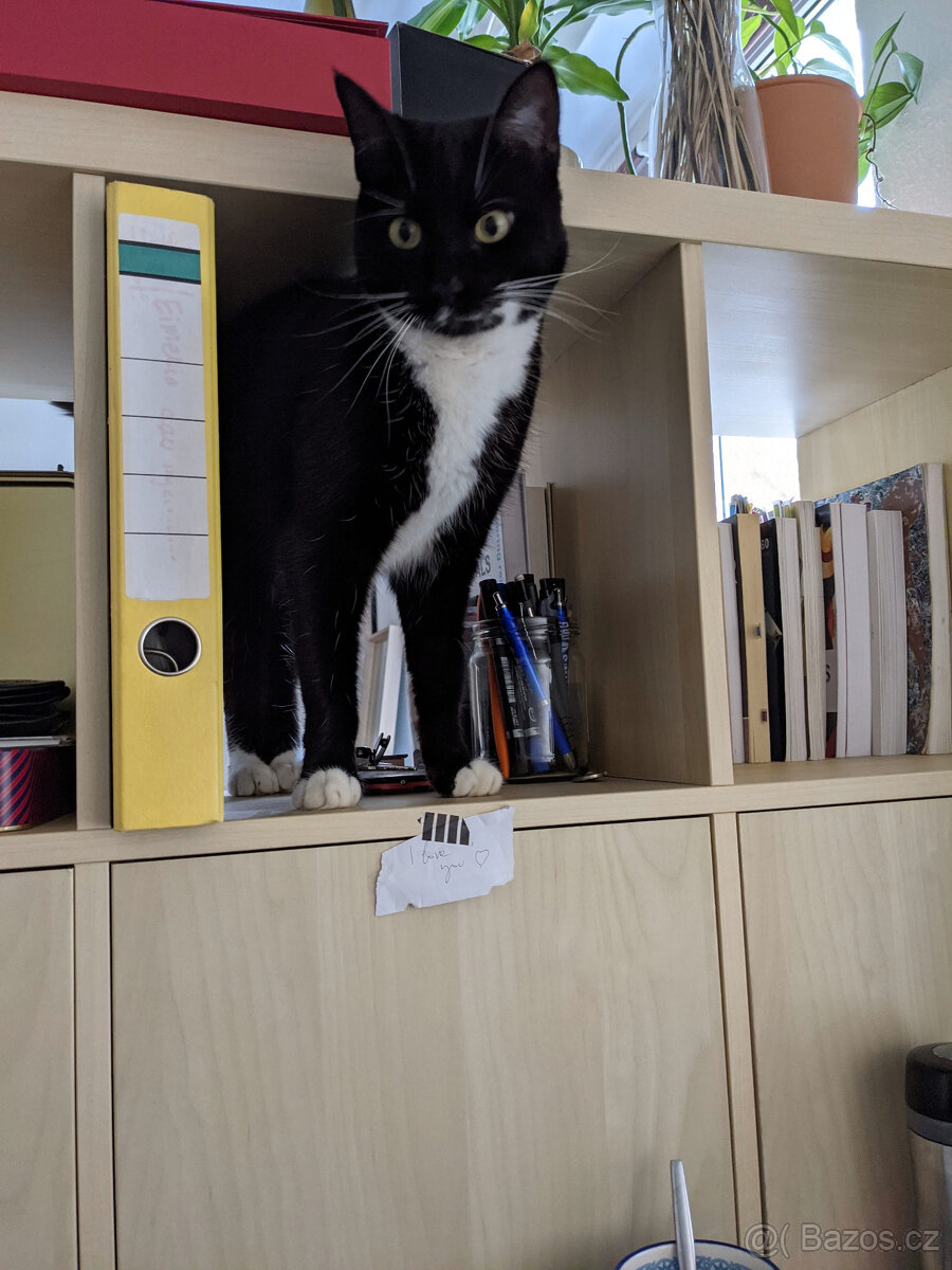 Kočka do dobrého domova - 2
