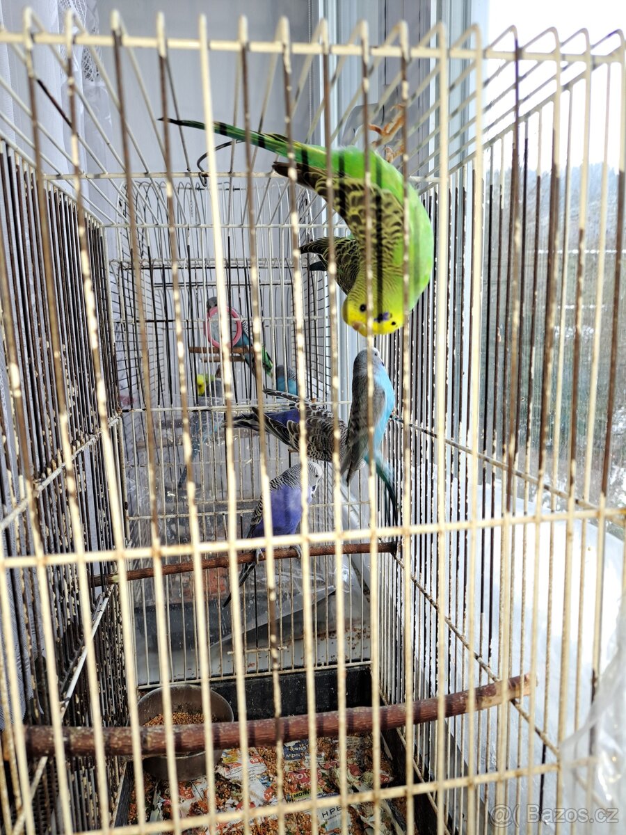 Andulka vlnkovaná - mláďátko - sameček - 2