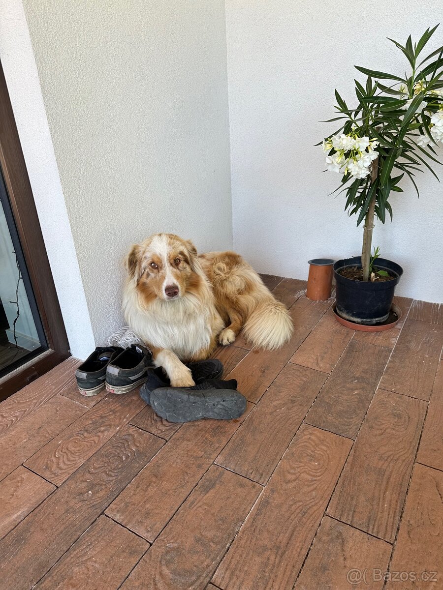 Australský ovčák bez PP - 2