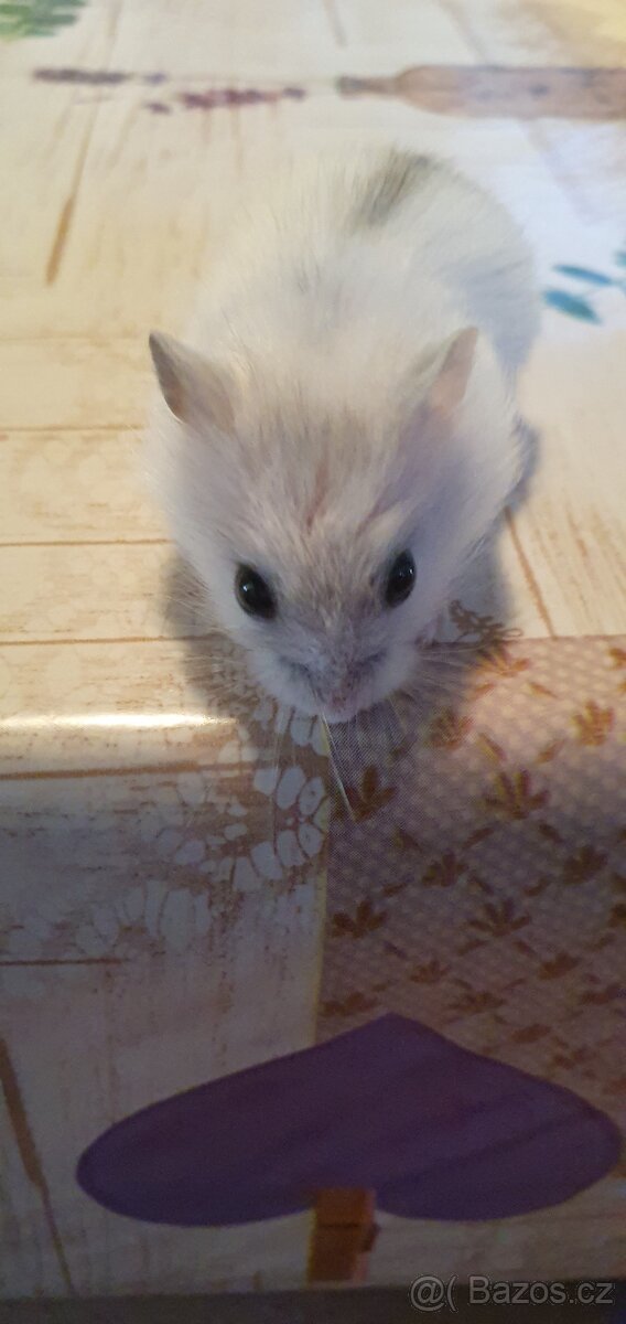 Křeček Džungarsky - 2