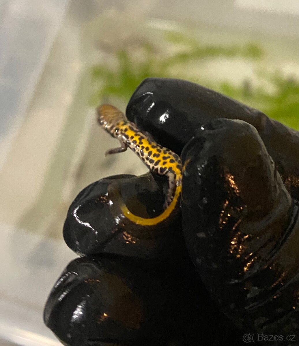 Čolci Lissotriton italicus - 2