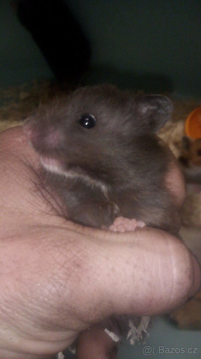 Křeček syrský/zimni - 2