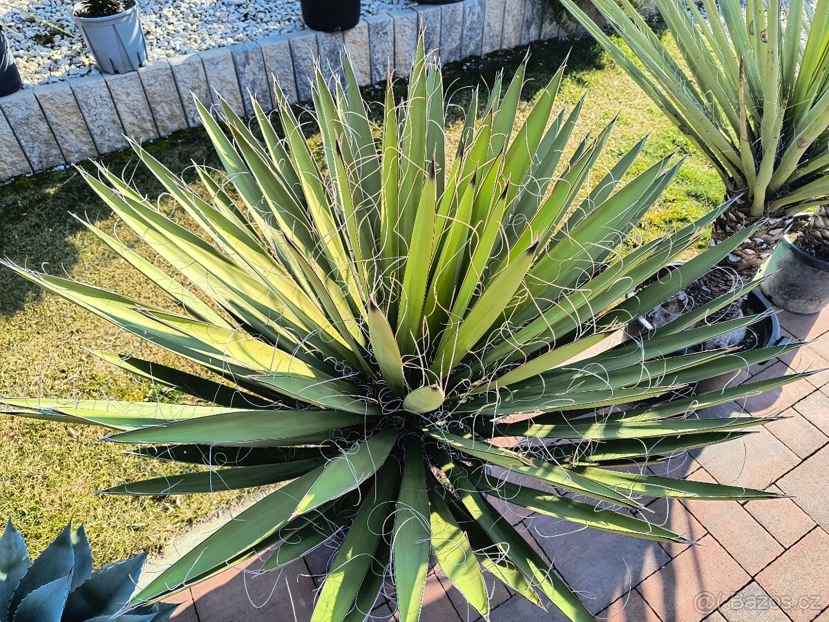 Yucca carnerosana - 2