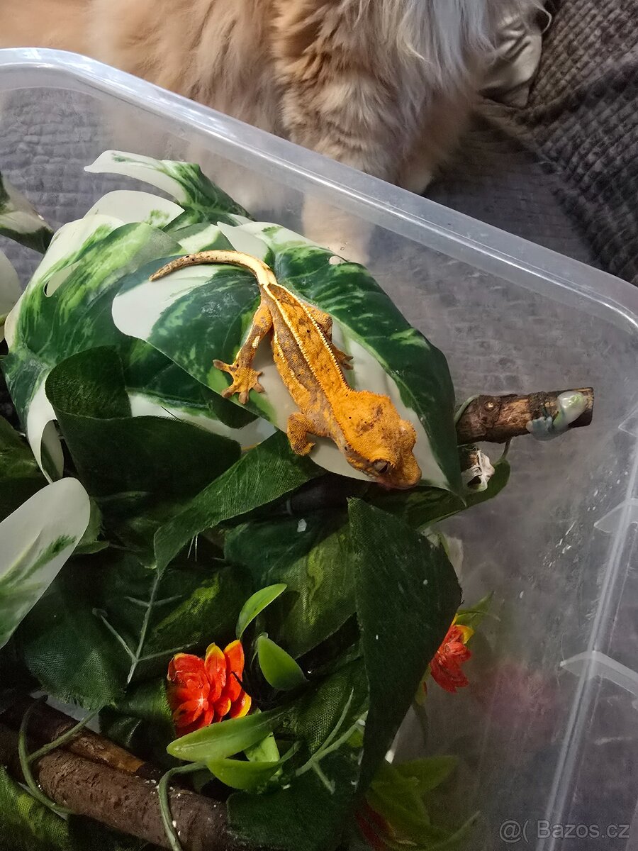 Pagekon řasnatý - 2