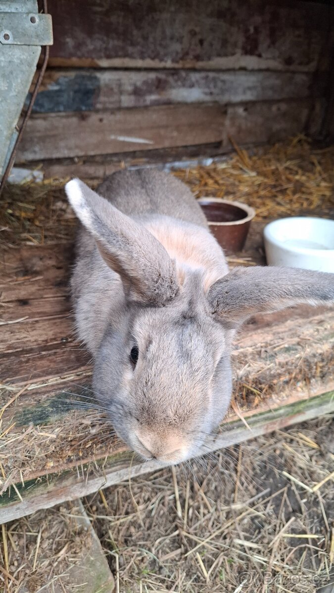 Samec 11 měsíců - 2