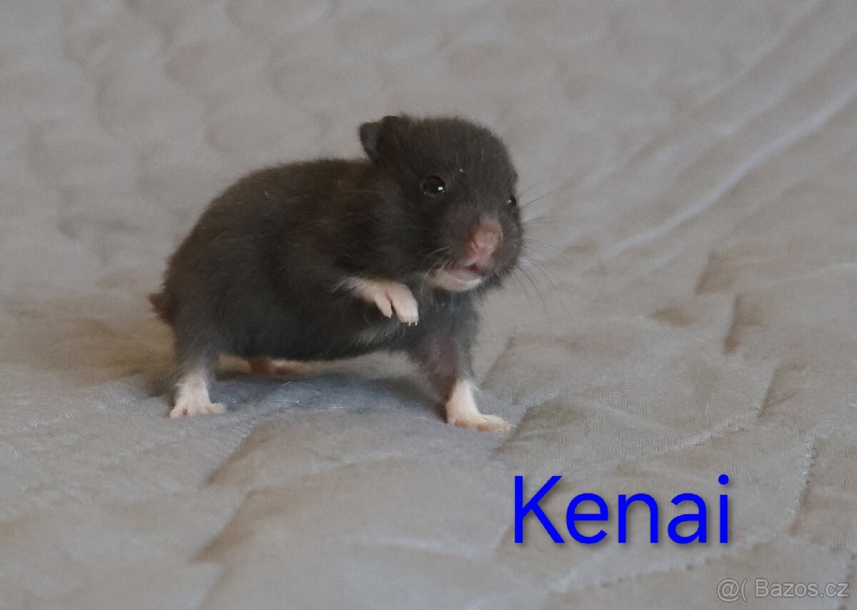 Křeček syrský s PP - vrh K - 2