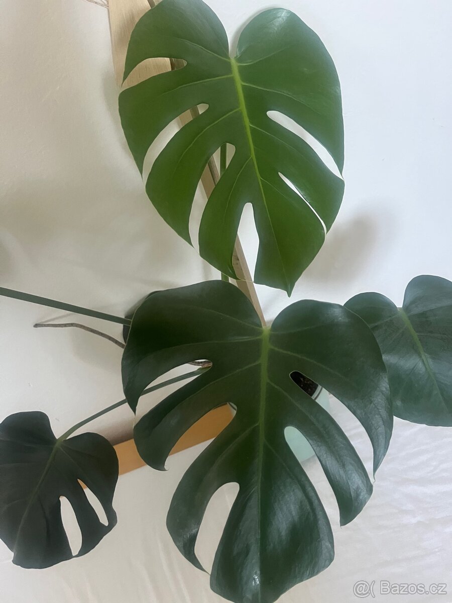 Monstera deliciosa 5 - 2