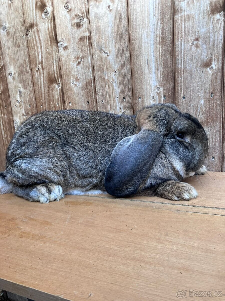 Francouzský beran - 2