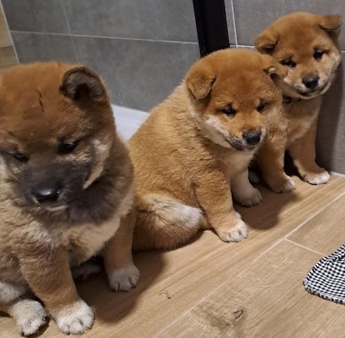 Shiba Inu - 2