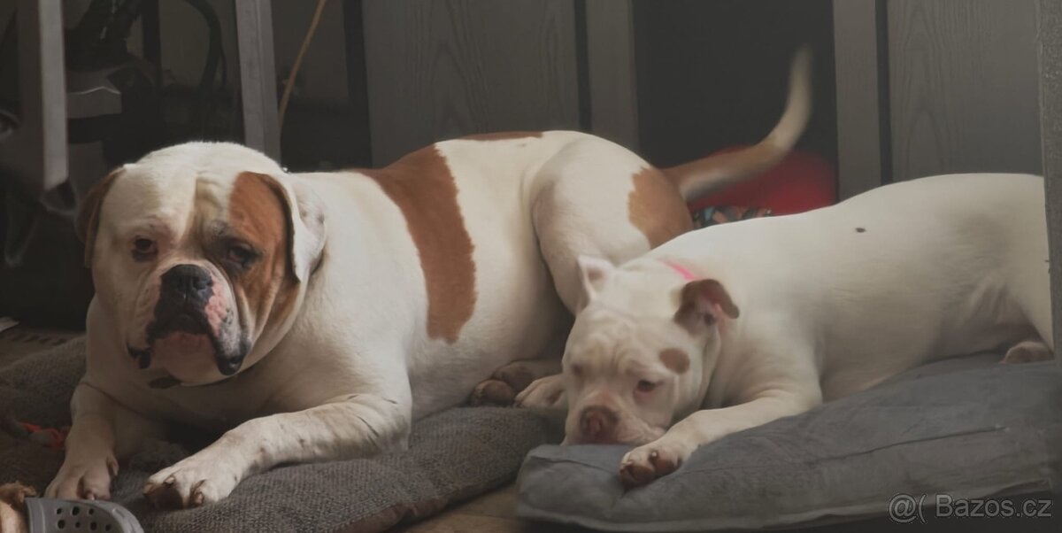 Americký buldok - 2