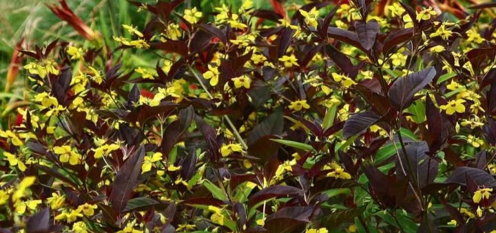 Vrbina brvitá 'Fire Cracker' kontejnerovaná - 2