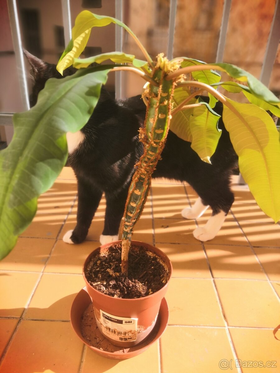 pryšec, pokojová kytka - 2